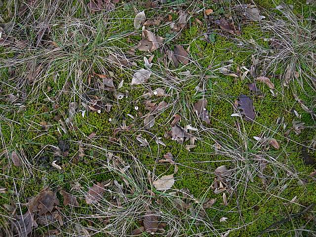 I  Funghi  dopo  l''Uragano